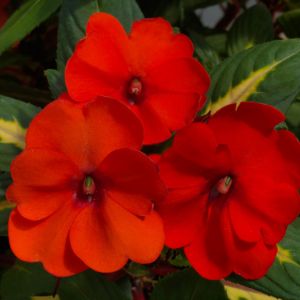 Sun Patiens